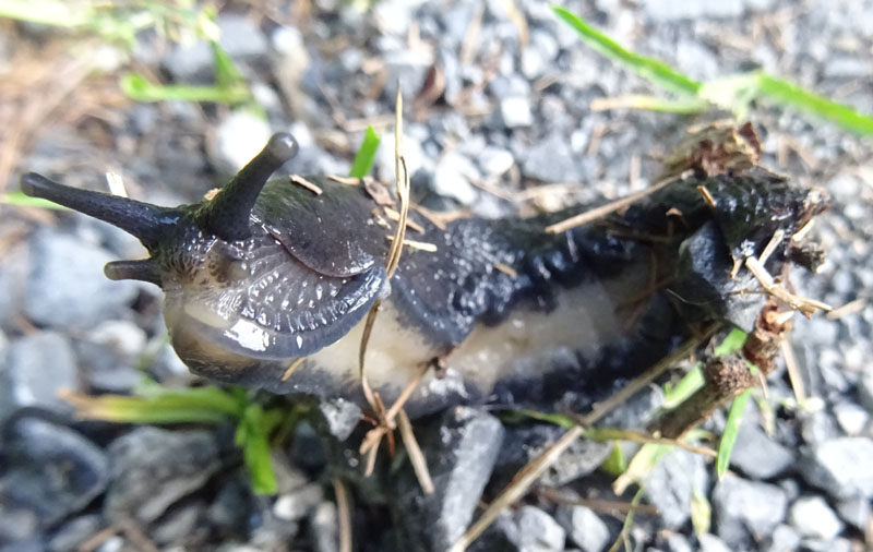 probabile Limax cinereoniger